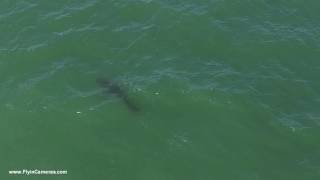 Still from Great White Shark From Above